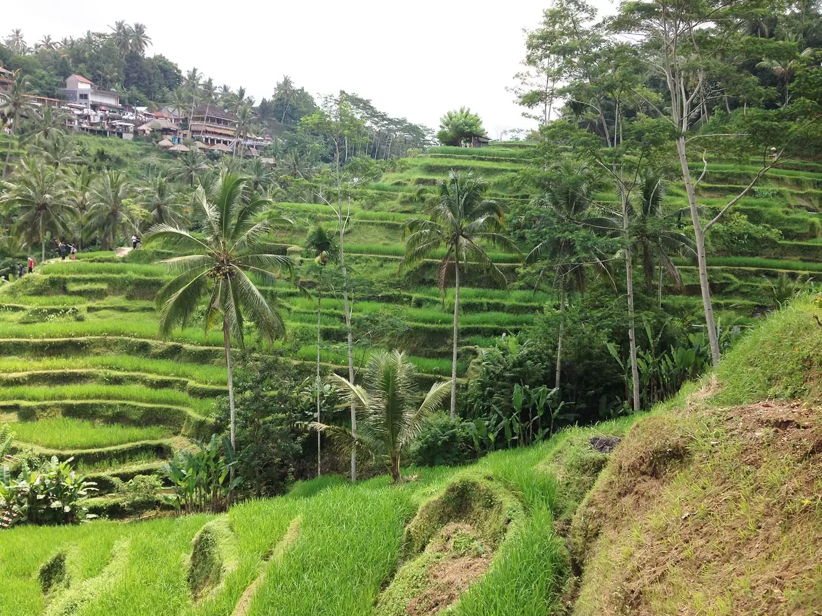 La Raza HOME Egzotikus lakberendezés